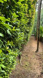 Leedon Park (D10), Detached #458203251